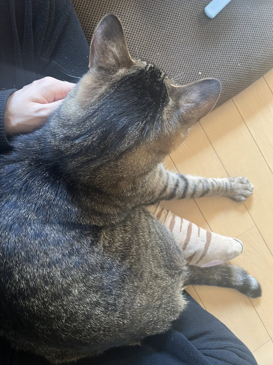 Jade_12_14's tweet photo. 今日は猫の日😻
世界中の猫ちゃん達が幸せに暮らせますように✨
ほんっとに猫って可愛いね😻

＃保護猫 https://t.co/FDN1X8cByJ