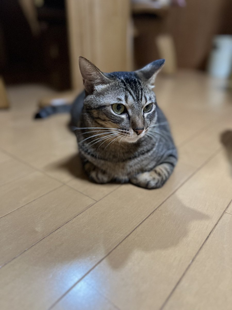 Jade_12_14's tweet photo. 今日は猫の日😻
世界中の猫ちゃん達が幸せに暮らせますように✨
ほんっとに猫って可愛いね😻

＃保護猫 https://t.co/FDN1X8cByJ