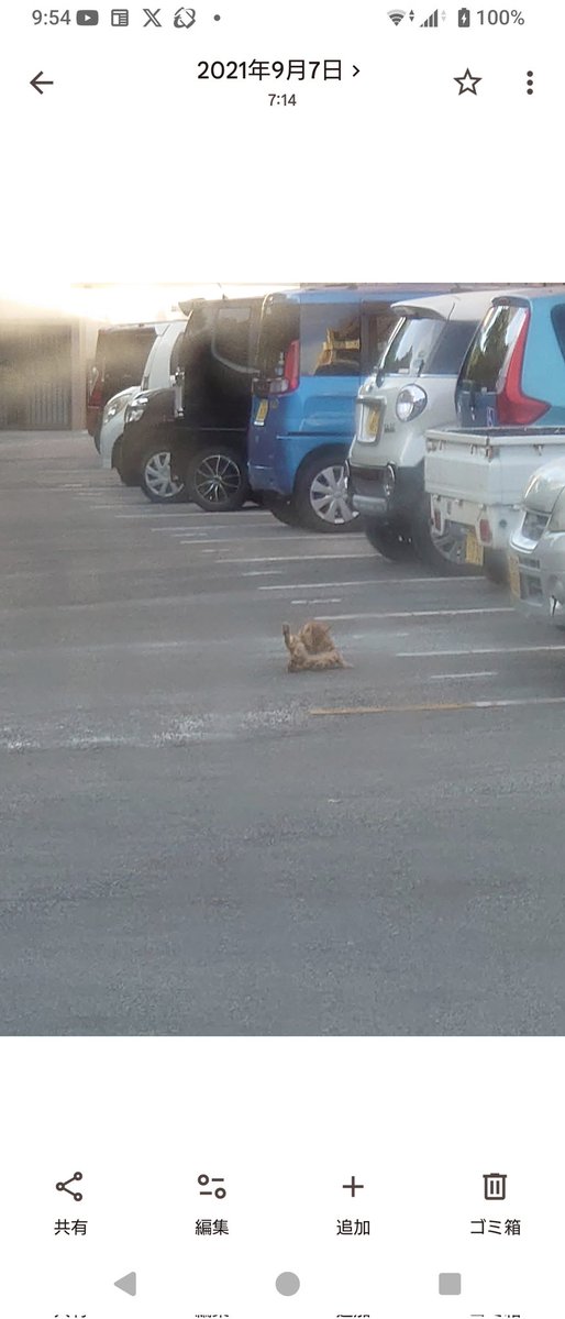 おはようございます。 私のお気に入りの🐱写真です。 お納めください