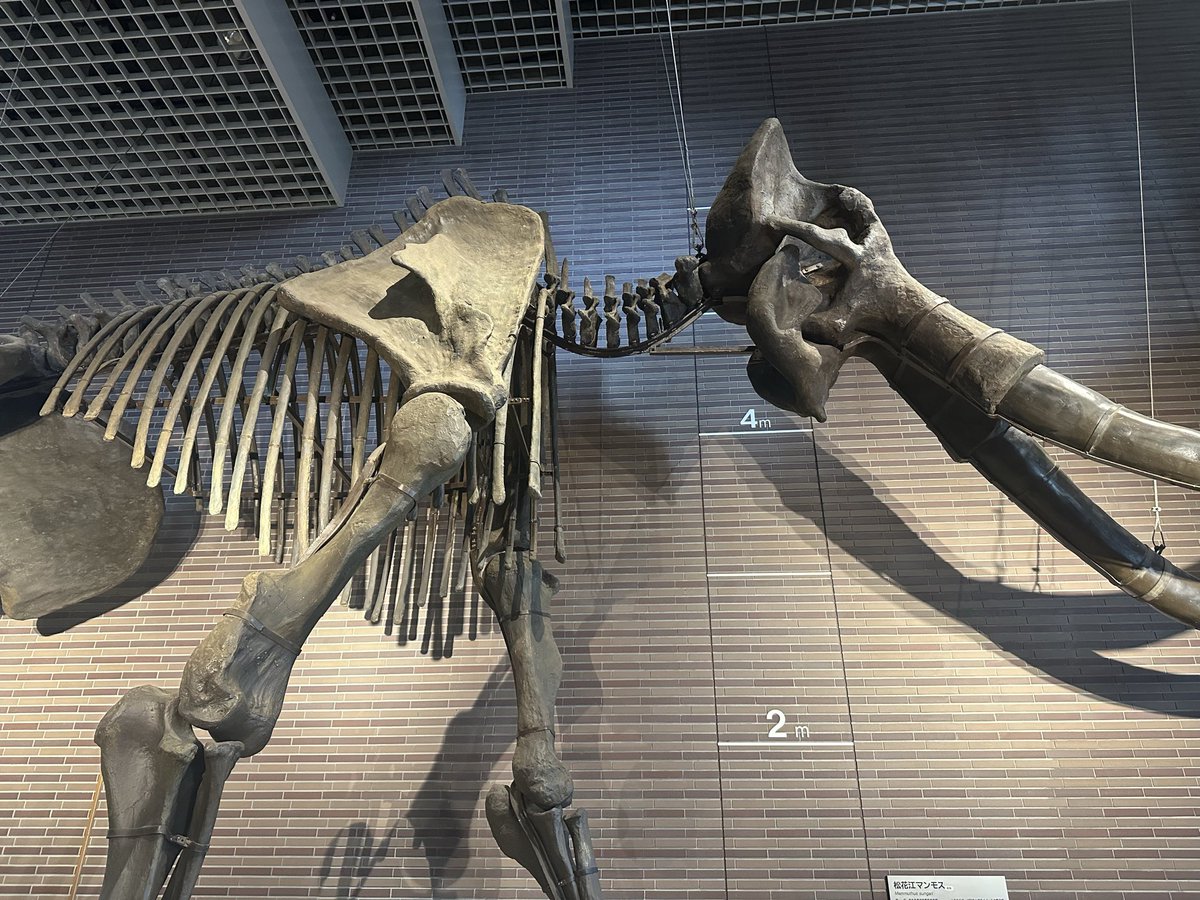 なぜか茨城県自然博物館でマンモスw
