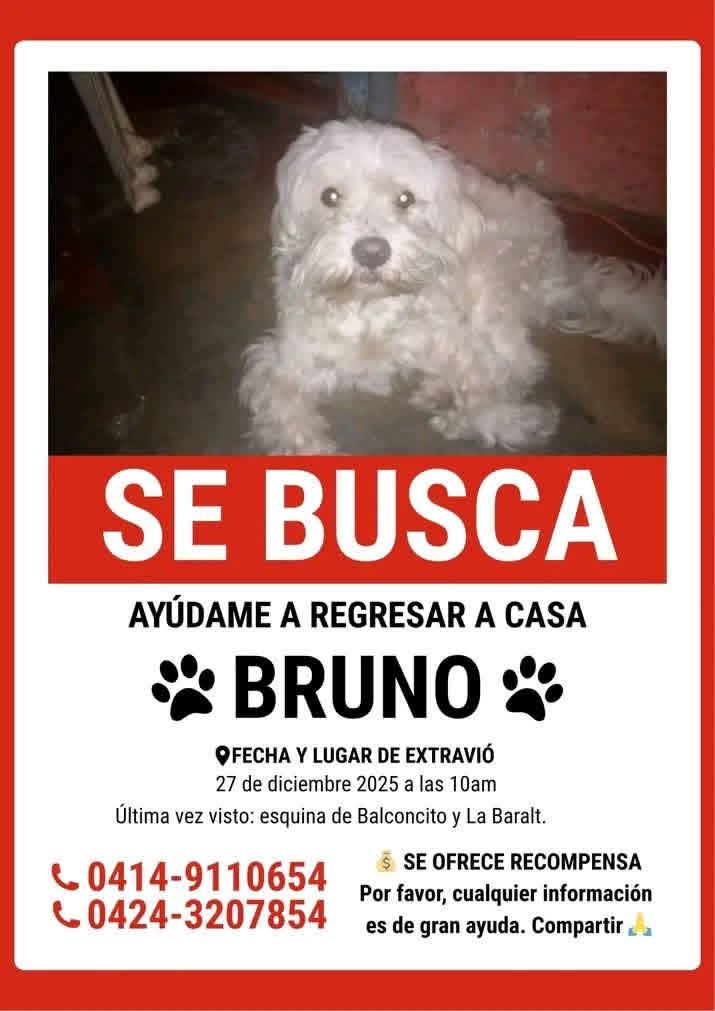 neo999's tweet photo. Lo buscan, última vez estuvo en Av Baralt , esquina Balconcito, Difudir @A64029345 @apoyocanino @asoc_vpla @Mary_Jar @yaracalcagno https://t.co/N70B19Rc3y