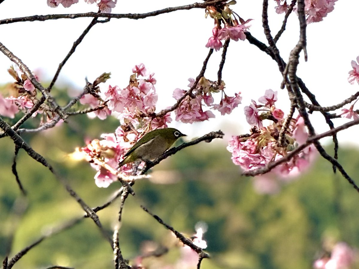 お菓子好きの会社員 tweet media