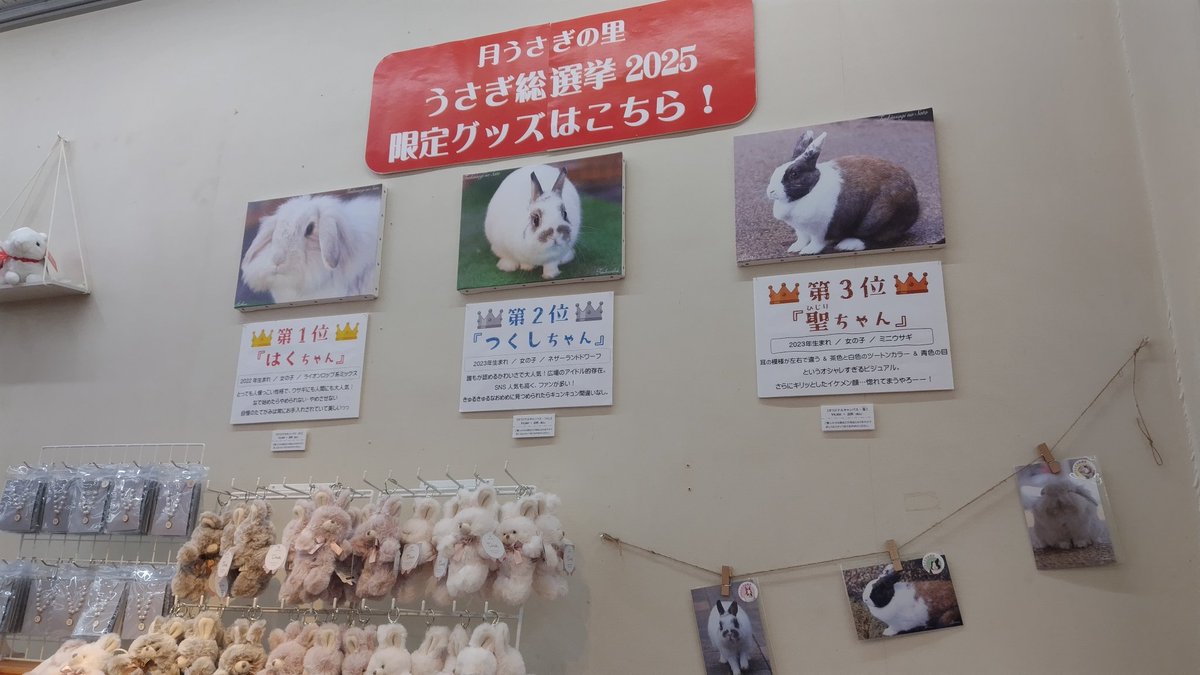 昨年末に行われた、月うさぎの里「うさぎ総選挙」にて、人気投票TOP3の