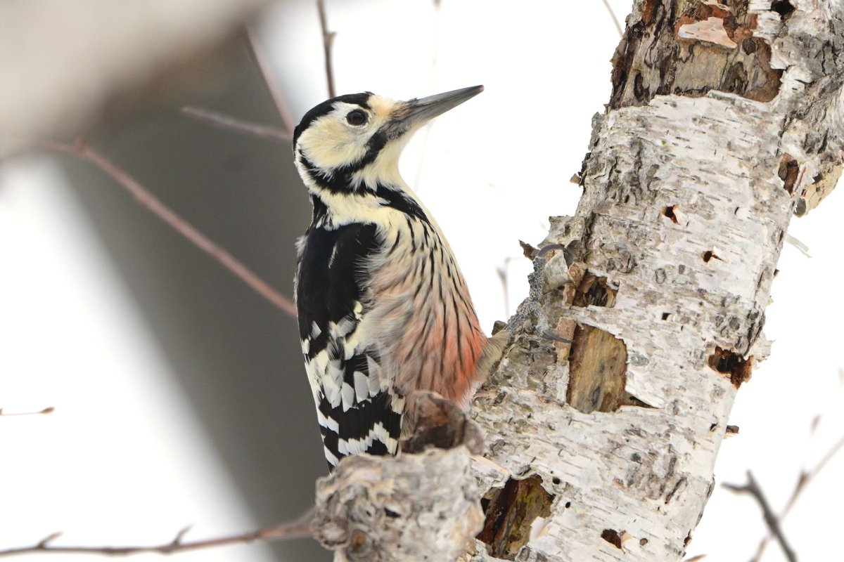 おおくら tweet media