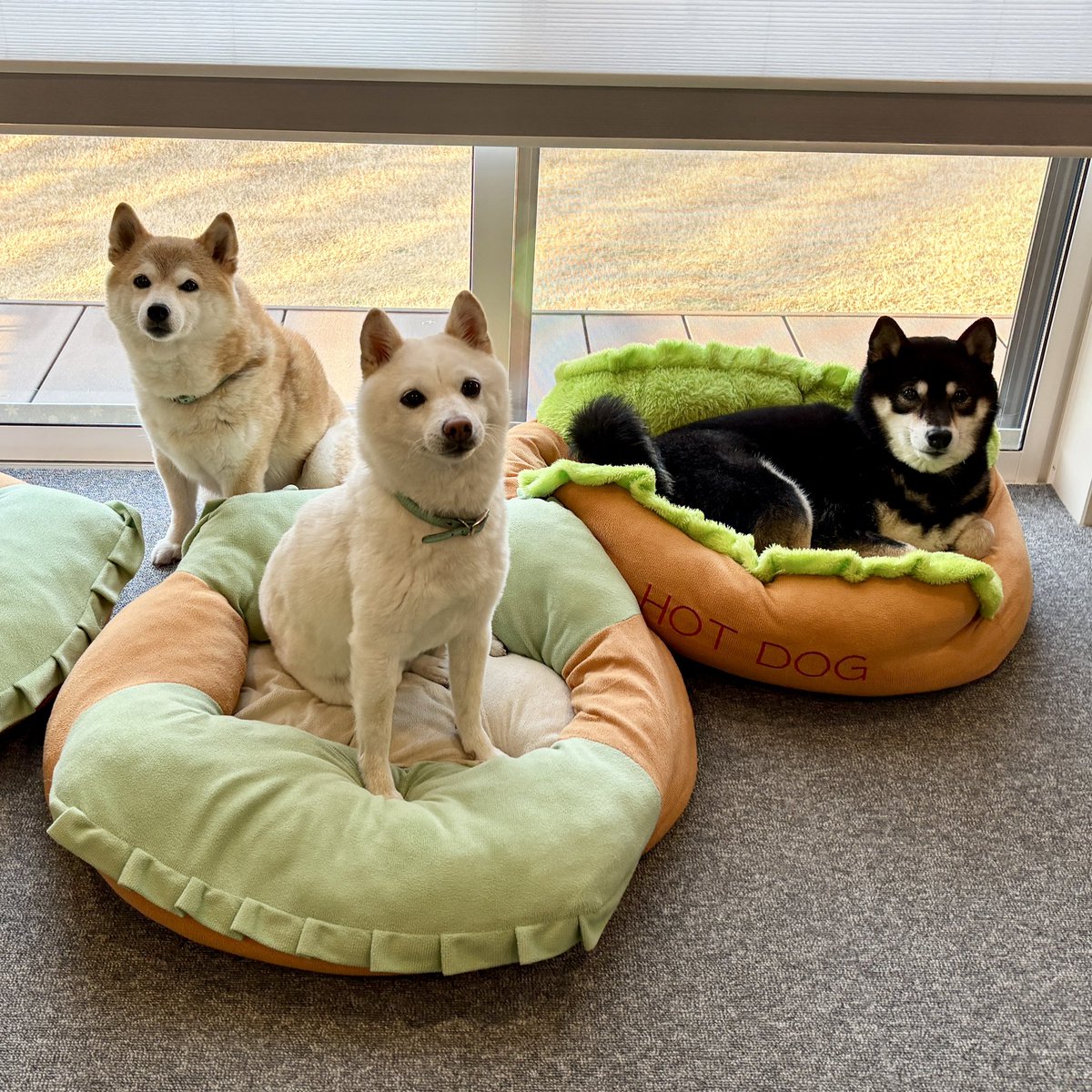 🐶🐶🐶おはようございます😀さてさてのんびり日曜日❣️今日も