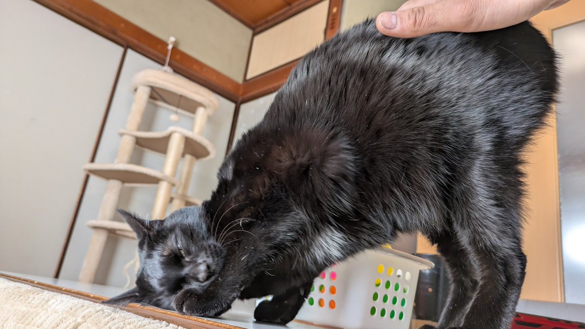 今日もケツを叩けと #黒ネコのほづみさん が言っている🐈‍⬛ #猫の日