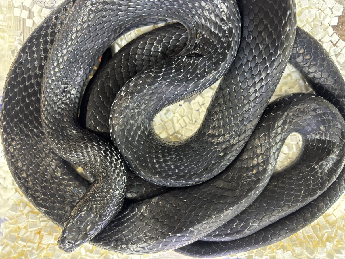 SAURIA守口店 tweet media