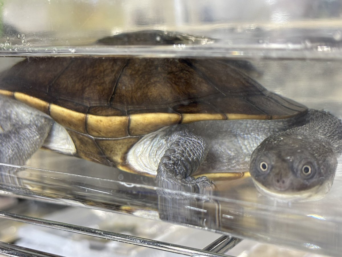 SAURIA守口店 tweet media