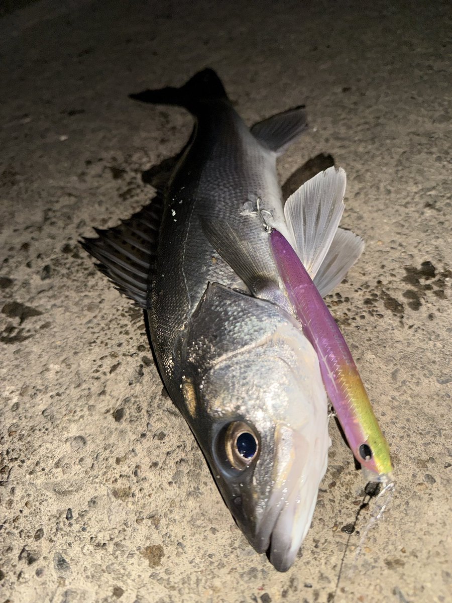 大野ゆうき (@ohnoyuki_tokyo) / Posts / X