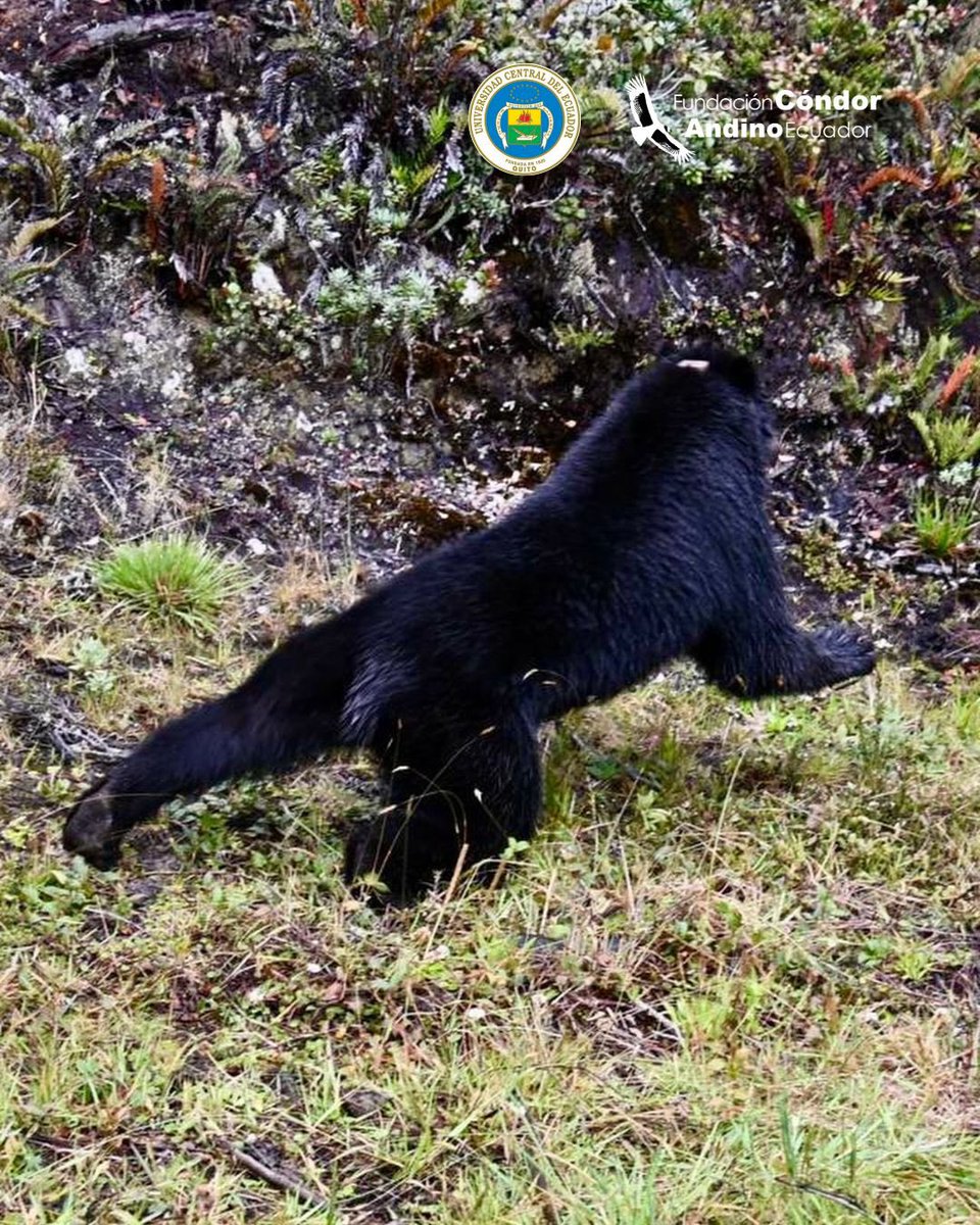CondorFundacion's tweet photo. 💚 En Fundación Cóndor Andino creemos que conservar es conocer.
Hemos participado en el marcaje, monitoreo y análisis de 11 osos andinos 🐻🐻🐻🐻🐻🐻🐻🐻🐻🐻🐻

Muchos fueron marcados por entrar en conflicto al acercarse a comunidades.

#OsoAndino #Monitoreo #Conservación #FCAE https://t.co/pMokHlur4H
