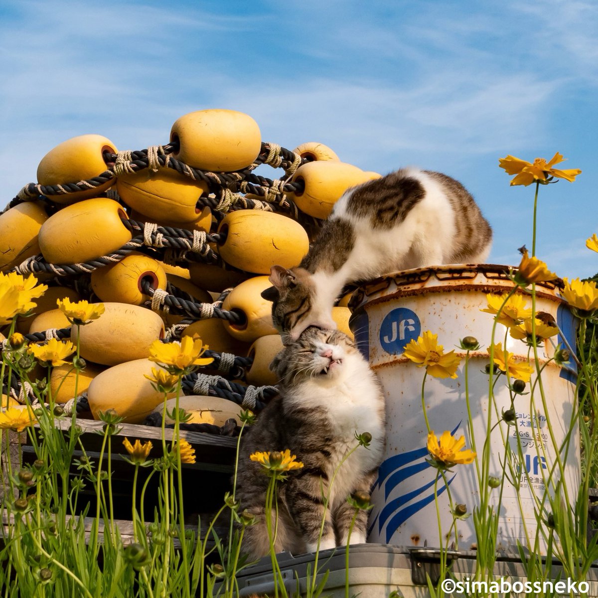 かぷっ✨ Surprise！ 写真集「キス猫」より サイン入り本はminneにて