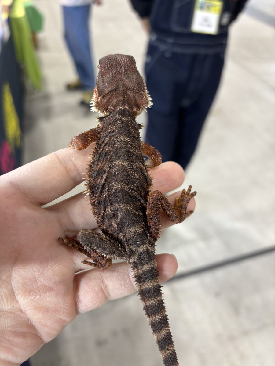 SAURIA守口店 tweet media