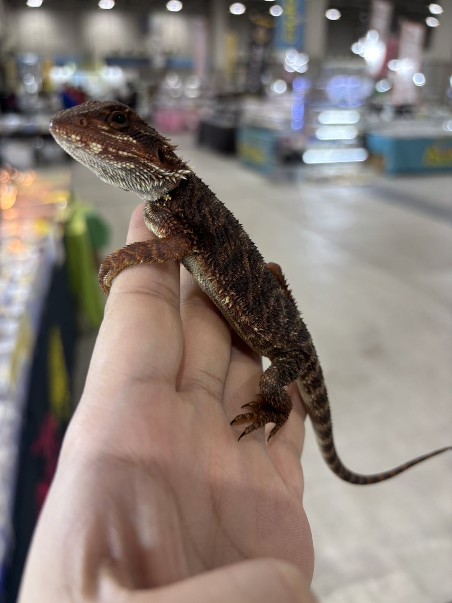 SAURIA守口店 tweet media