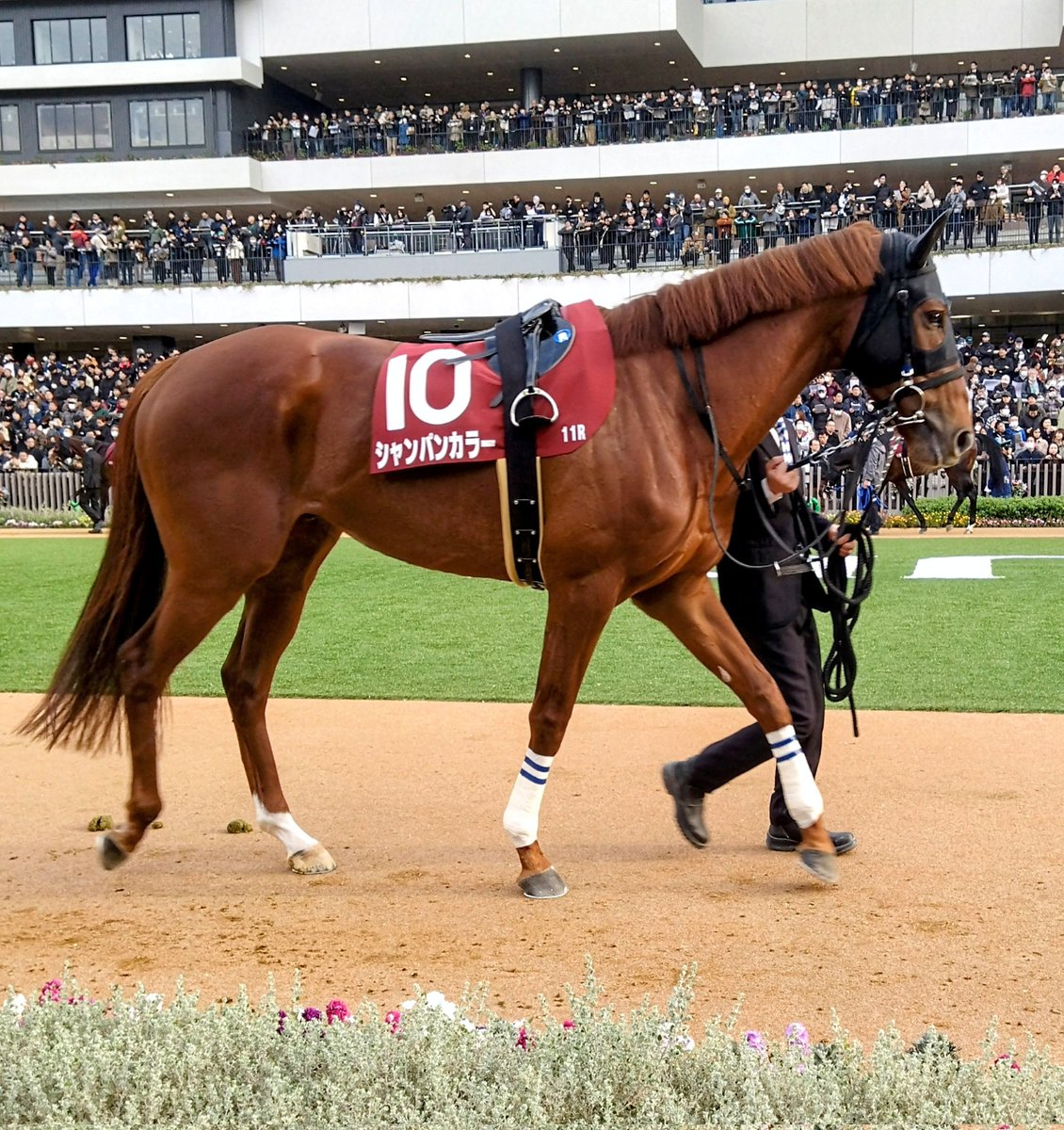 私が撮ったドゥラメンテ産駒たち2 2024/12/21(土) 京都競馬場にて 11R