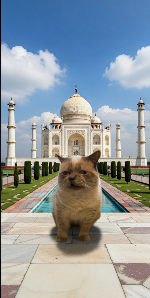 tomik.sol tweet media