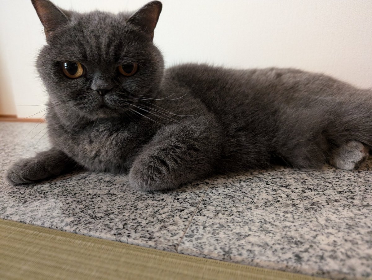 こんな表情も出来るんだぜ^_ ̫_^ #猫の日