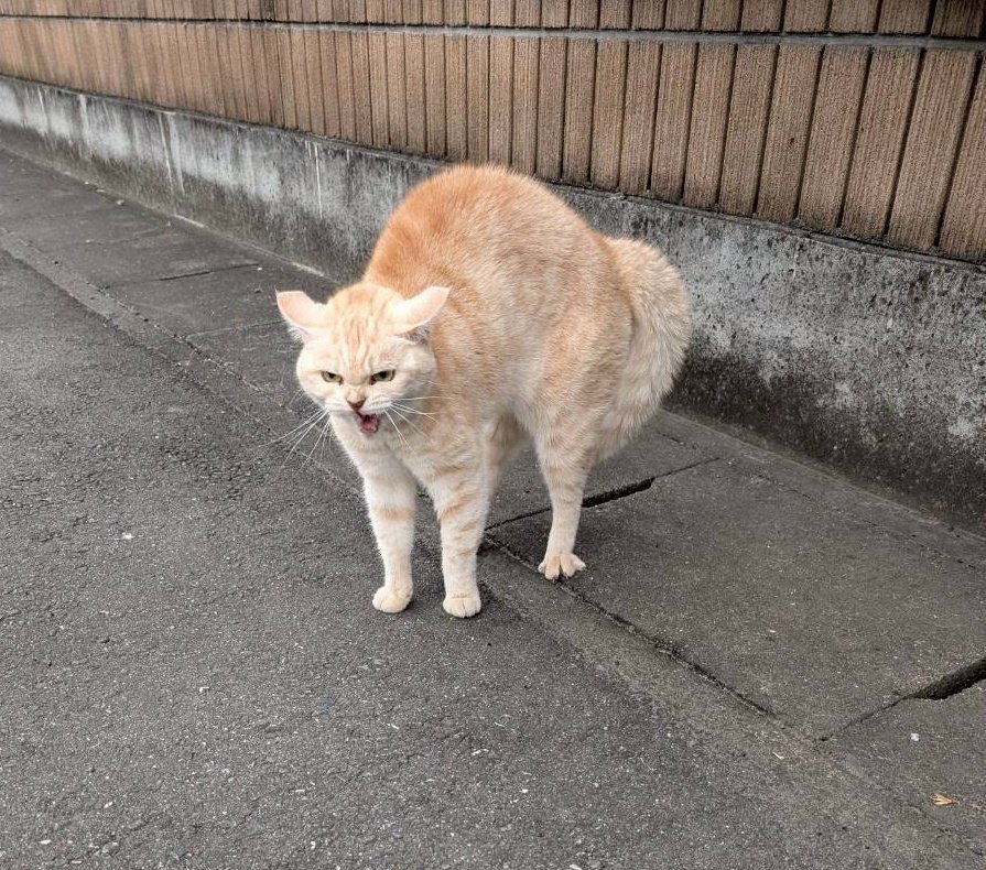 ミーナ tweet media