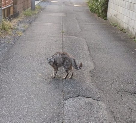 ミーナ tweet media