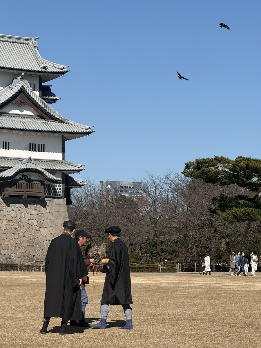jfalconry's tweet photo. ただいま準備中
(右上に写っているのはトビです) https://t.co/31DTrCWgjJ