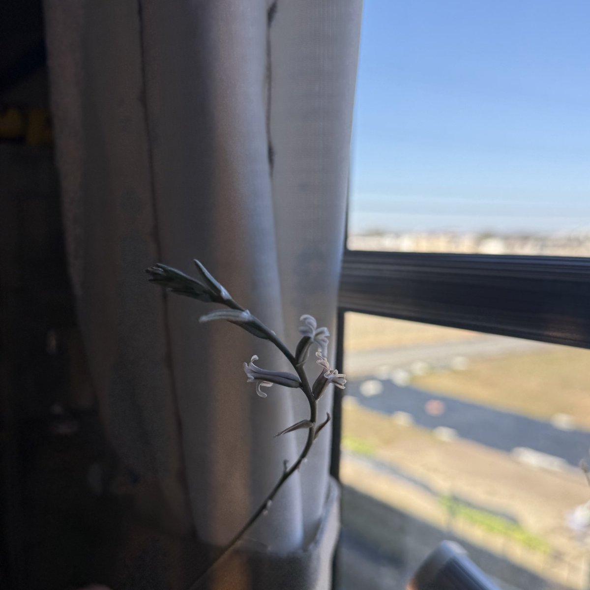 1番でかいハオルチアから花芽が出た。
年に2回くらい伸びるし、どんどん子株は増えるしたくましい。
この子だけどんどん鉢を大きくしていったら買った時より直径が3センチくらいでかくなった。まだ成長するのかな？