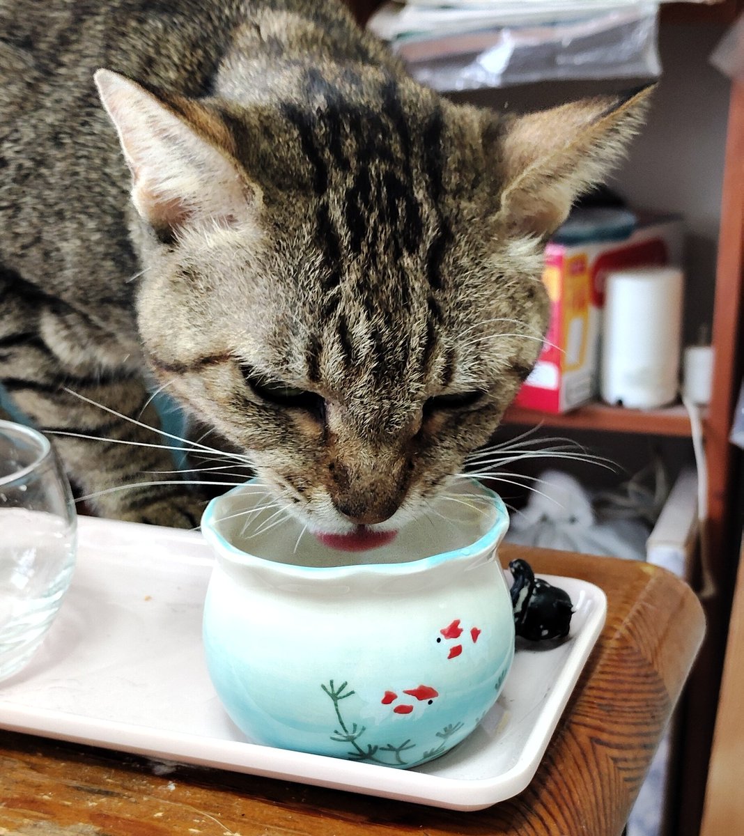 sumirenyan2's tweet photo. 水飲むネコチャン
#猫のいる暮らし 
カシャ📸カシャ📸
　カシャ📸カシャ📸
#ねこかわいいね 
何？って顔される
ネコチャンかわいい〜
黒にゃんこ落ちてるし〜
#猫の日
やし〜
ネコチャンかわいいね〜 https://t.co/XHcpvU8OLY