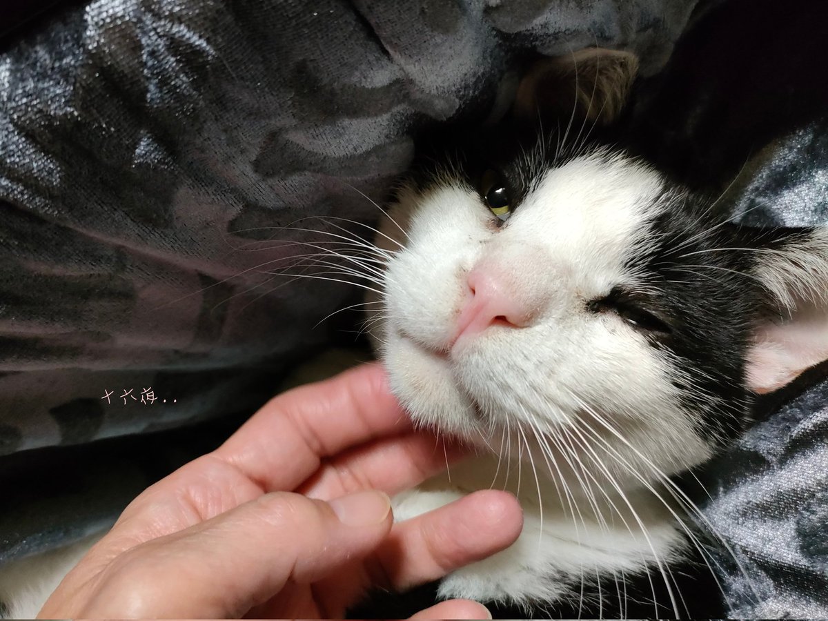 ᗢᘏ੭¸.¸.☆ฅ にゃんこ達が みんな 幸せな日になりますように