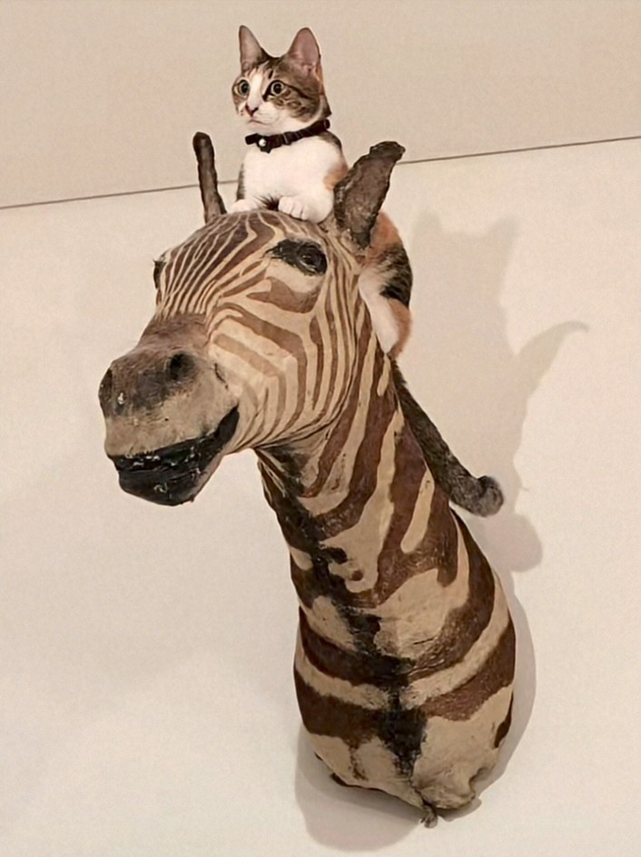 bq72f4UPXI34985's tweet image. RT @ezsC3PdvgfpqwZ4: 映画　ライオンキングを観た後の猫さん😸
猫の日