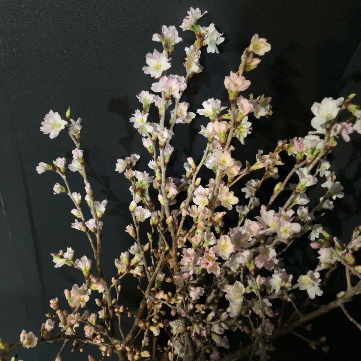 アクターズ仙台 tweet media