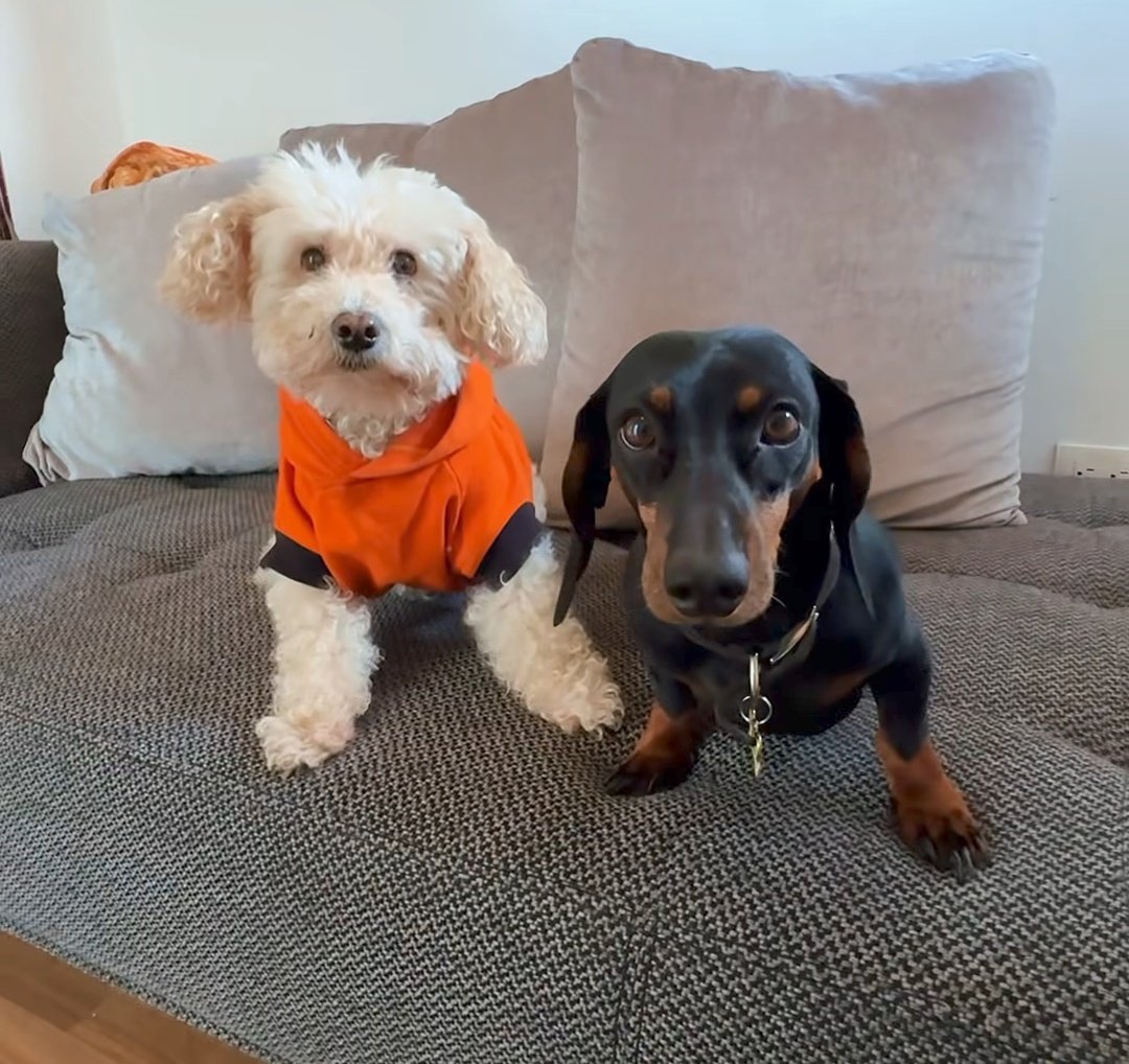 Un Peludito Que Estuvo Desde El Inicio (Incluso Mucho Antes) Y Que Forma Parte De La Familia Junto A Panelita Hermosa 

RULÉS 10 AÑOS