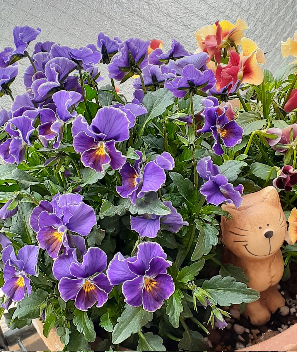 おつかい ねこ ぽりー@家の事が忙しいので、しばらくツイートがゆっくりになります tweet media