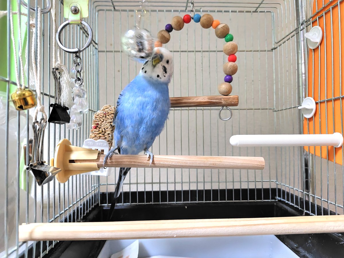 母宅のインコのピーちゃんは元気です（現在は我が家にいます） 大きな