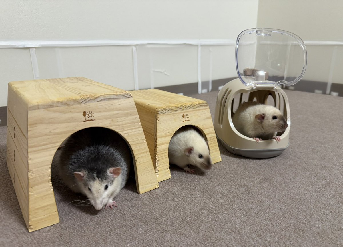 nunmeri000000's tweet image. ソレゾーレ