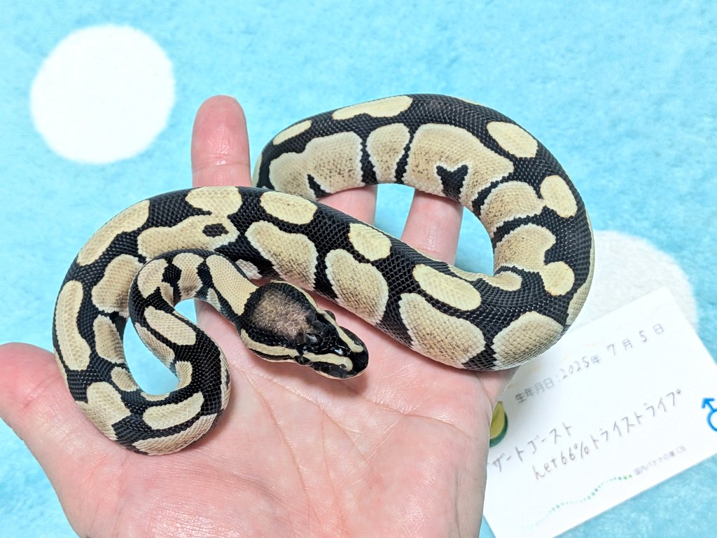 バナナ@バナナの家 tweet media