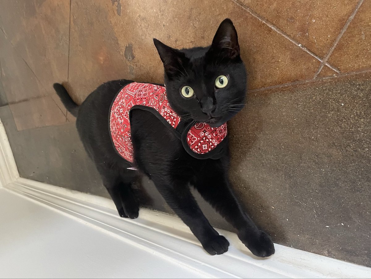 🐾💔 Dearest furiends, help! I am close to becoming homeless with my three pets. We are in a furry delicate pawsition right now and we really need your suppawrt. If you can, please donate and spread the woof. Thank you from the heart! gofund.me/9980a199a