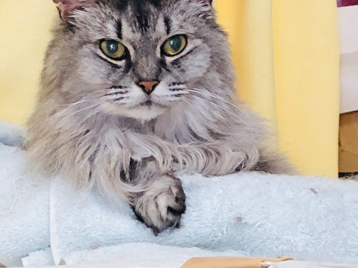 猫スヌードを見た知人に
「うちの猫のスヌード編んで欲しい」
と言われて、作りました

モデルの猫様は気品がある

主な糸:スキー毛糸　ルビーエコファー

#編み物