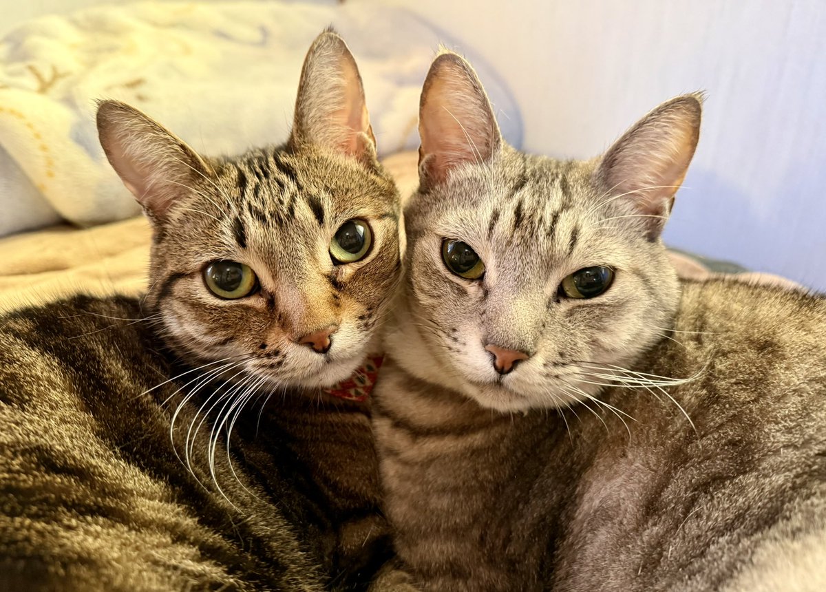 ねこた 猫の日 なんて素敵な日なんだ🐈🐈💕 うちの猫をモデルにした「家政婦