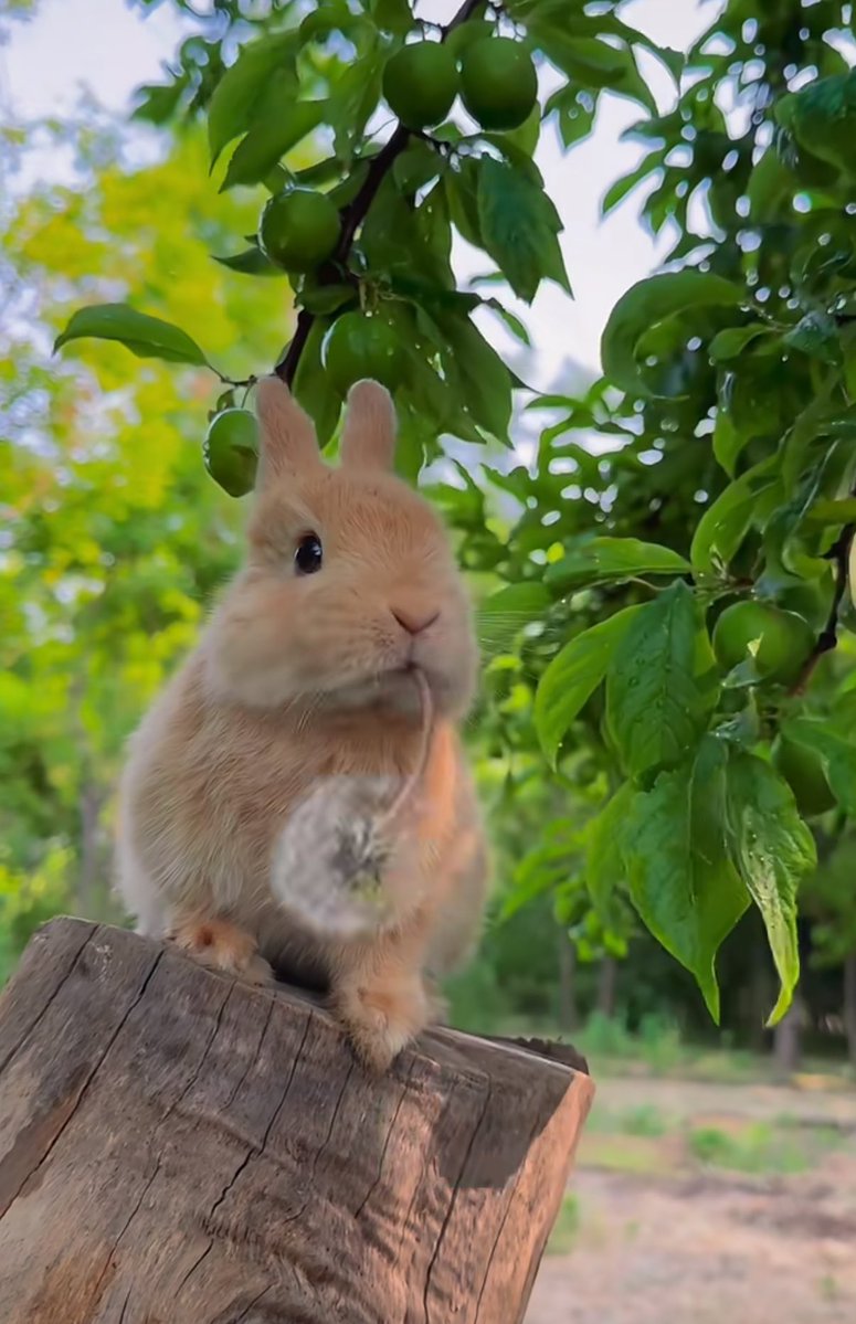 กระต่ายน้อยกับดอก dandelions 🐰