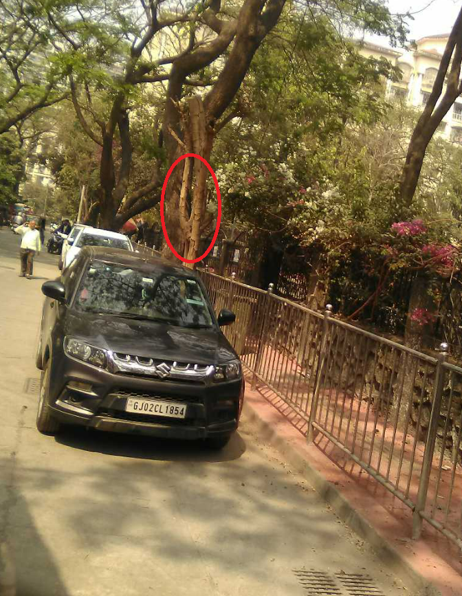 vvek_pathak's tweet photo. Both photos are from the same spot, verifiable from the attached images—the same tree behind the vehicle (highlighted) appears in both. https://t.co/8LikReOmIL