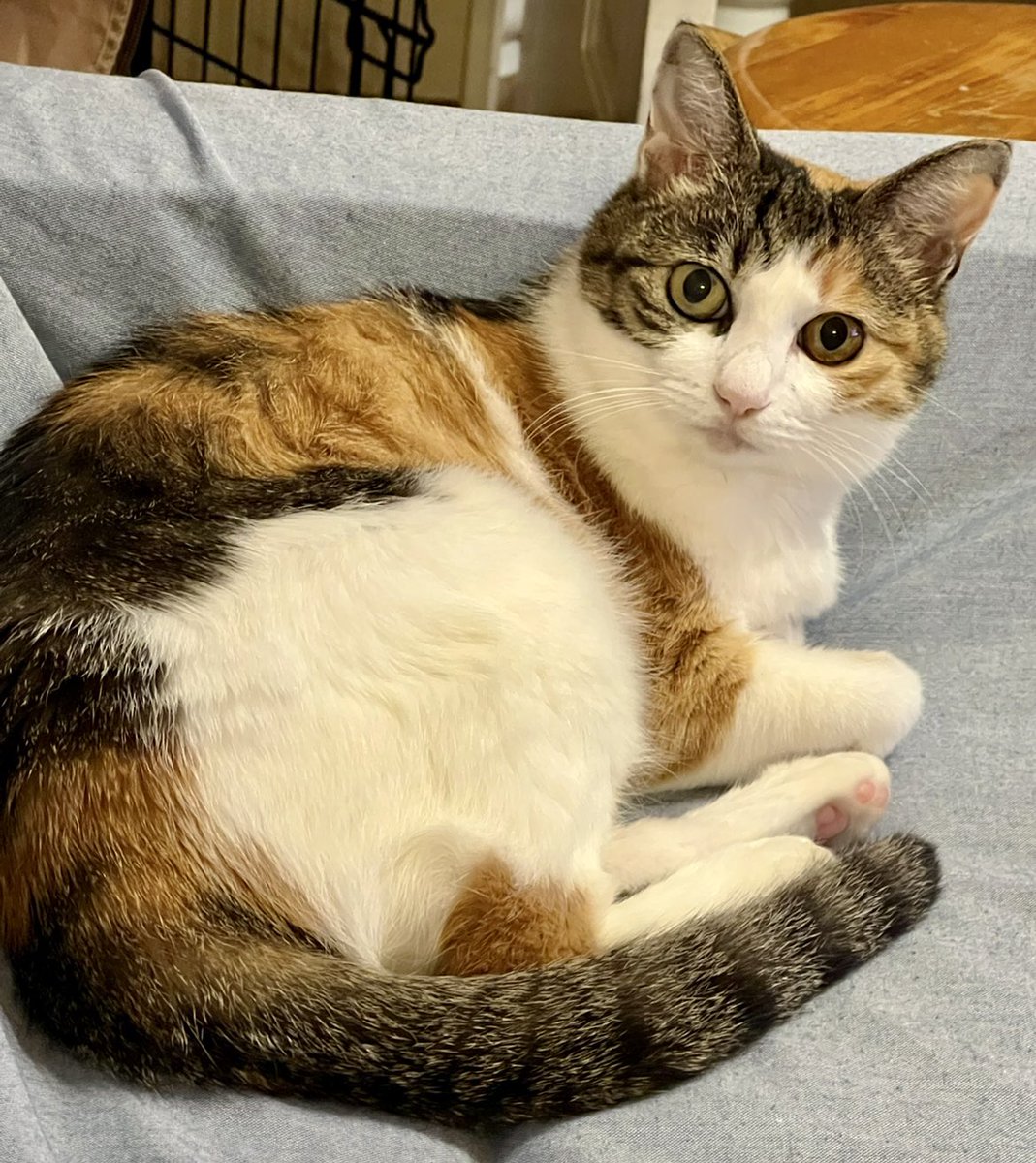 Oa1Un's tweet photo. #猫の日

あたし、家猫になってから

寒くない
暑くない
オス猫さんにいじめられない
猫嫌いな人にスプレーかけられない
石投げらない
お腹いっぱい食べられる
おやつもらえる
いつも撫でてもらえる
ダラダラできる
好きな時に好きなだけ寝られる
いいことばかりなの

世界中の過酷な環境にいる猫さんがみーんな幸せになれますように