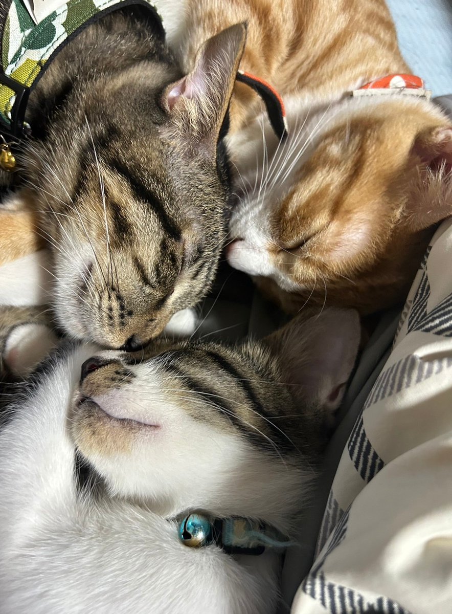 今日は猫の日なので…我が家の１歳組