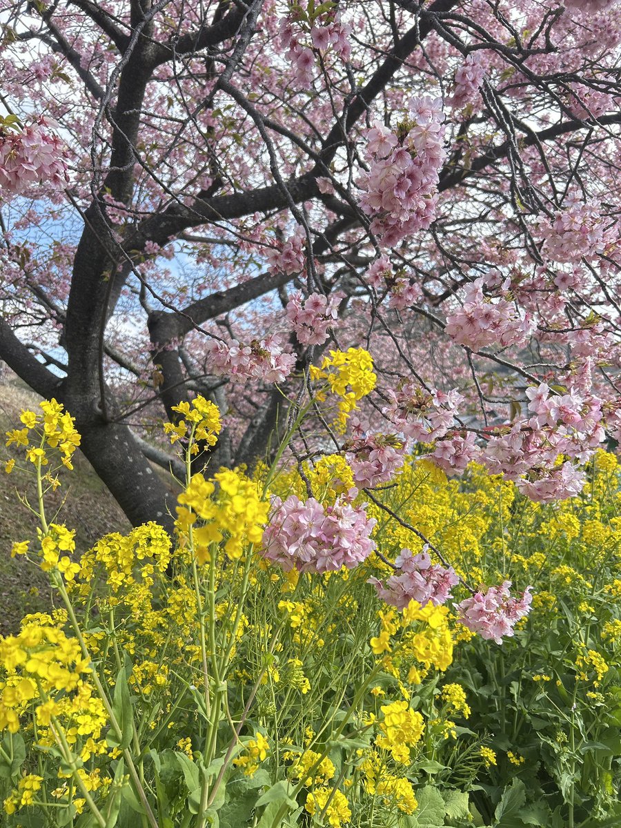 とまさん☆彡 (@tomato_1991) on X