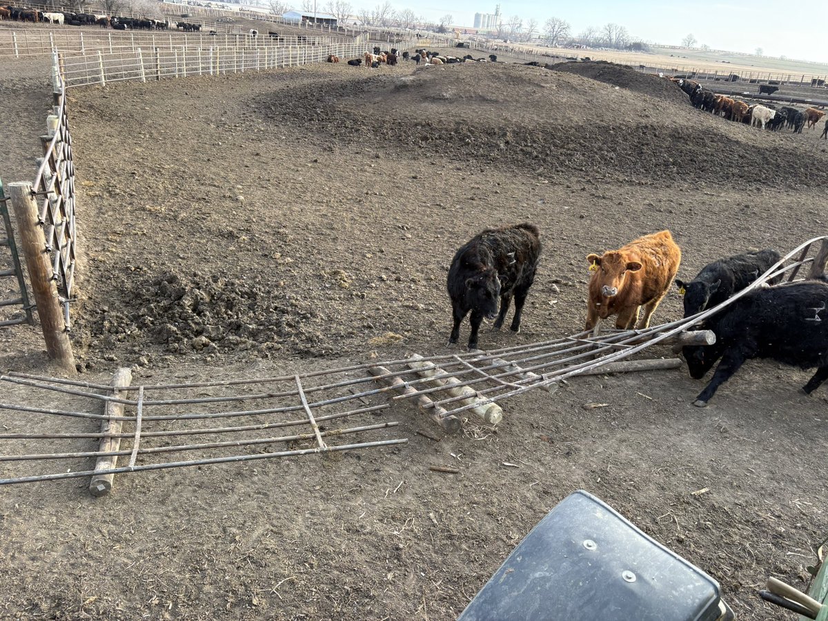 Tales from the Feedyard (Uncensored) tweet media