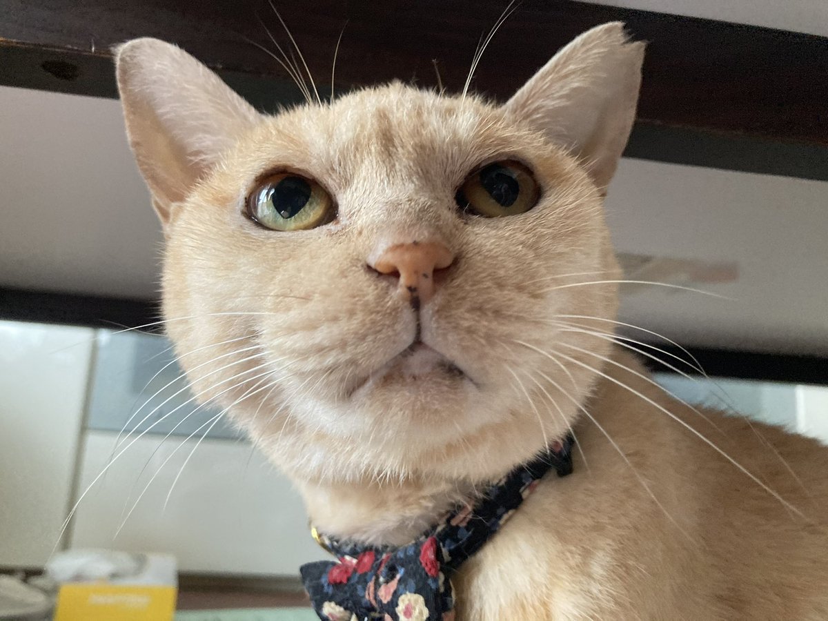 猫の日！ 3人に出会えたことに感謝🥰