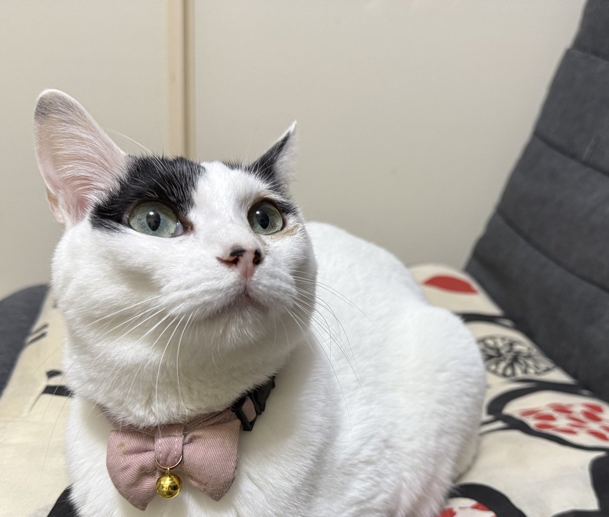 猫の日！ 3人に出会えたことに感謝🥰