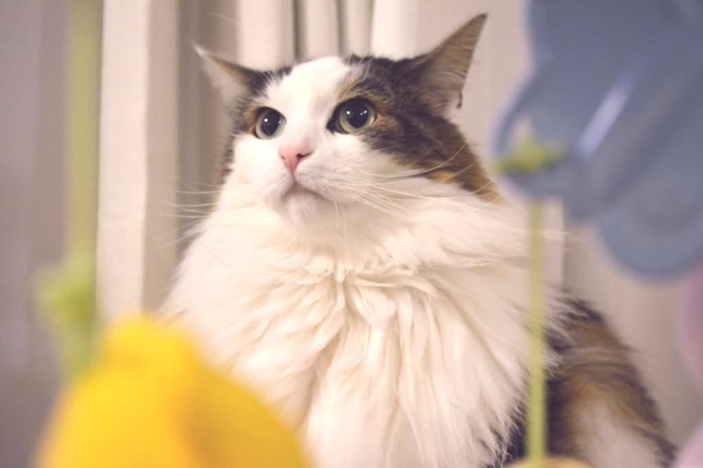 偉大な初代コーニャン「みのるお兄ちゃん」だニャ🐈✨ めちゃめちゃ