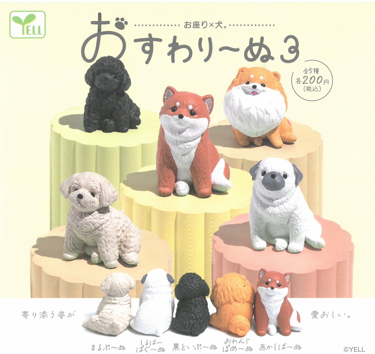 🌱2月22日入荷情報🌱 ✔︎御意 -ぎょい- ✔︎おすわり〜ぬ3