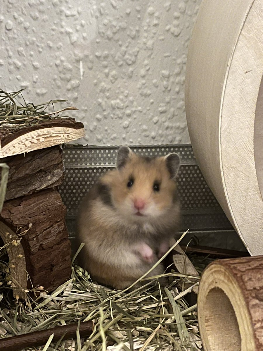 spillordrink's tweet photo. Hamster yang ini lucu soalnya dia kagetan, pdhl gw kalo masukin tangan atau makanan ke kandang selalu pelan2, tp dia suka loncat kaget gt, kalo bisa ngomong dia pasti latah https://t.co/znNAQ4EmKE