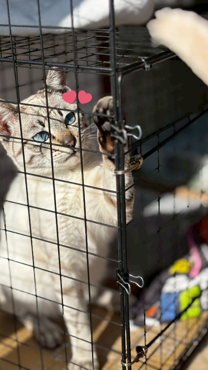 BTS_army9124's tweet photo. 猫の日なんだ！
そんな今日は保護していた猫ちゃんが新しいご家族の元に旅立つ日😭
譲渡会1回目で運良く新しい家族に見つけてもらえました☺️
スタッフさんに聞いたら前に飼っていた子にそっくりで親子で泣いていたみたい😭
すごく寂しいけど、幸せに暮らして欲しいな☺️

#猫の日 https://t.co/VmtK64gv3c
