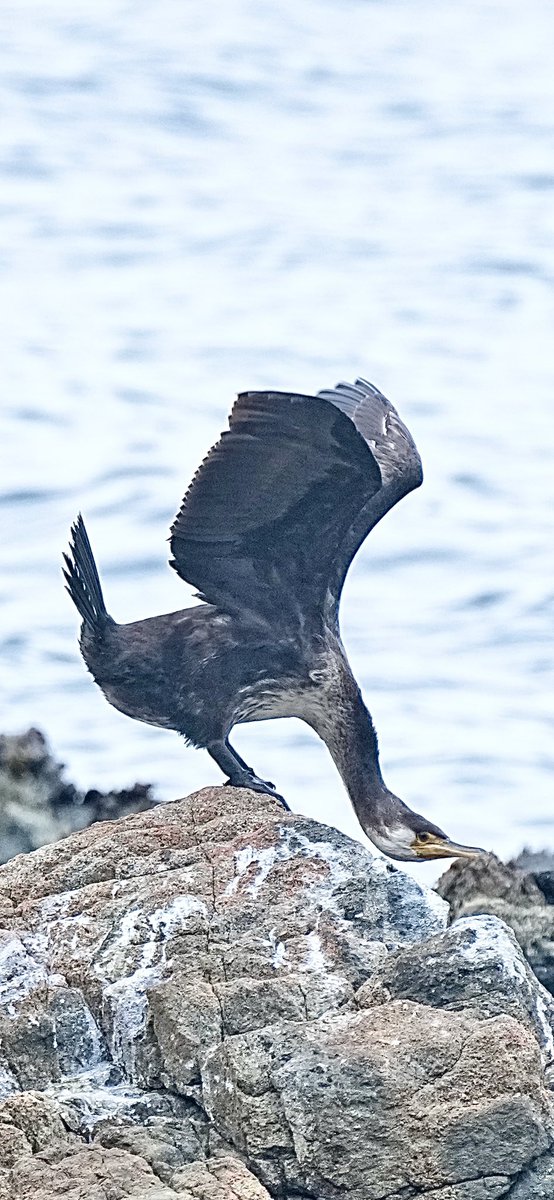 なぜかネット上で、見かけないウミウの前屈伸び 2026/2