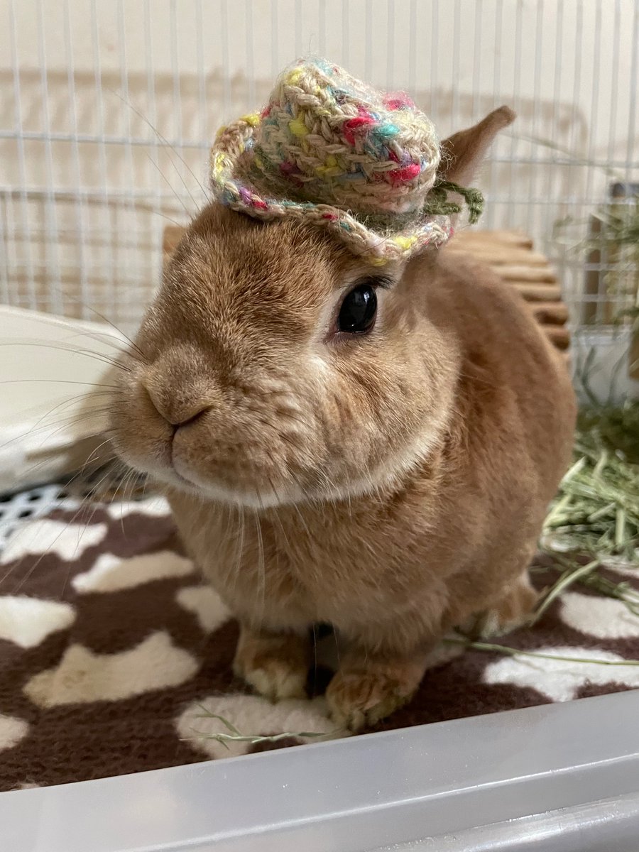 三連休は 音楽♪ 音楽♪ うさぎ🐰